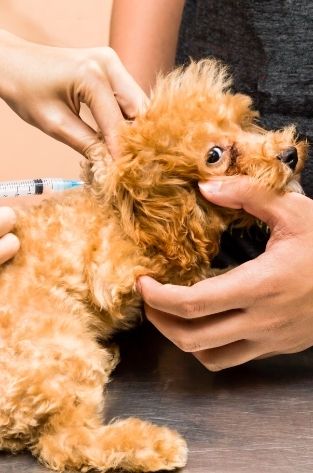 Vacinação de cães HospitalVettaboão